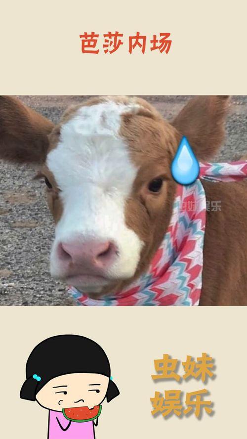 抖音佳酱吃瓜,揭秘娱乐圈幕后故事