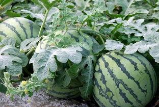 吃瓜的文章,吃瓜群众视角下的明星幕后故事