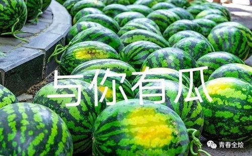 某大学天台吃瓜,揭秘校园里的神秘吃瓜事件