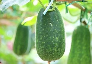 梦到树上摘瓜吃瓜好不好,树上摘瓜吃瓜的吉凶预兆