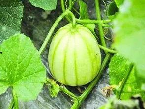 泰国吃的瓜叫什么瓜,探寻“吃的瓜”的独特风味