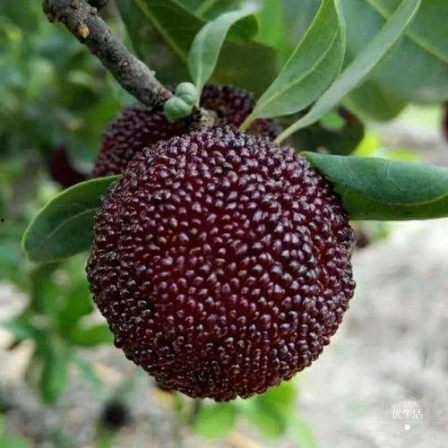 博雅吃瓜照片,揭秘娱乐圈幕后趣闻