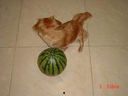 金毛吃贝贝瓜,与贝贝瓜的甜蜜邂逅