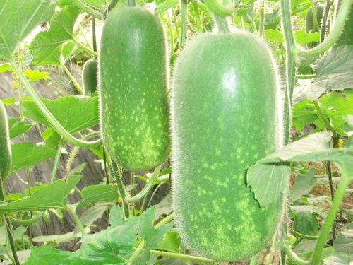 无聊吃瓜视频大全