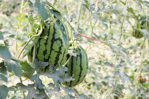 网红吃瓜博雅,揭秘娱乐圈幕后真相