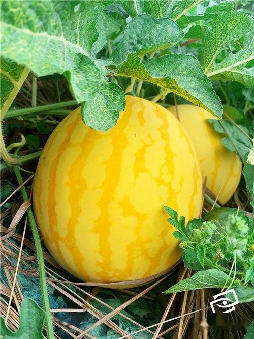 吃瓜年代的,揭秘娱乐圈幕后风云