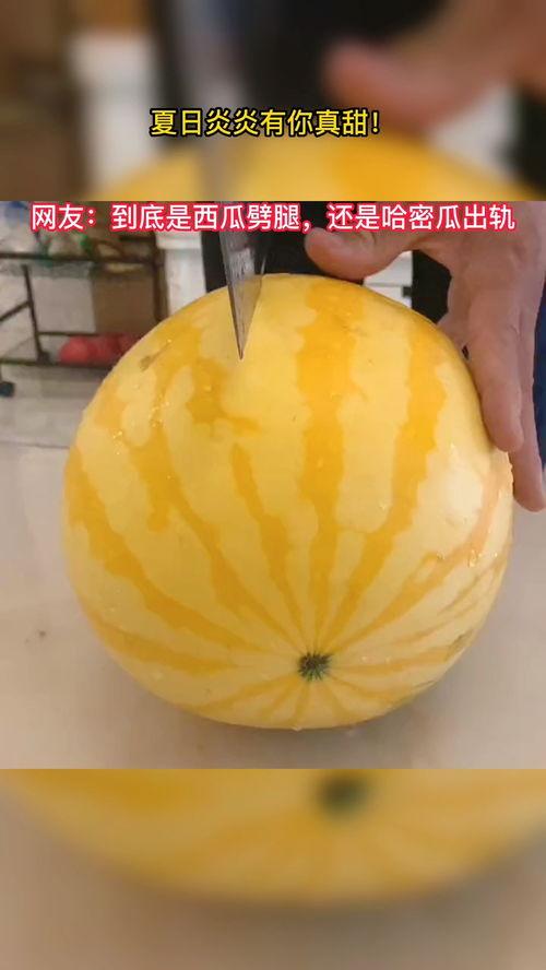 吃瓜奇闻趣事,揭秘那些令人捧腹的吃瓜趣事