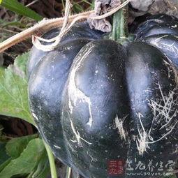 上火吃方瓜,清热降火，养生必备佳品