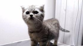 喵小萌吃瓜,揭秘娱乐圈那些不为人知的幕后故事