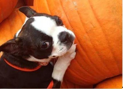 幼犬可以吃酥瓜吗,酥瓜是否适合幼犬食用？