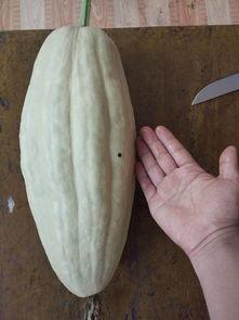 吃大瓜叶,绿色健康，美味无限