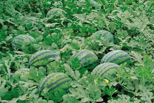 马兰花吃瓜,一场甜蜜的夏日邂逅