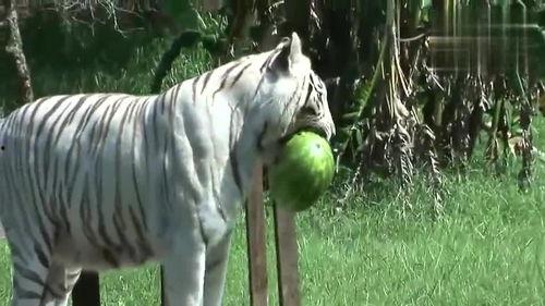 老虎吃瓜吗,揭秘它们是否吃瓜之谜