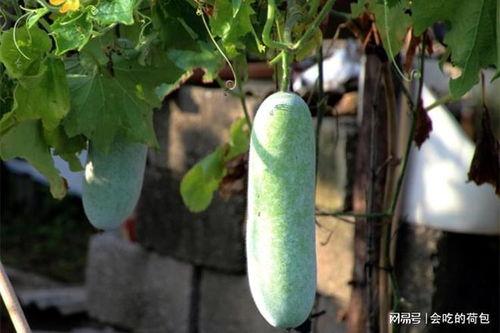 吃瓜吃多了越好,揭秘吃瓜越多越好的奥秘