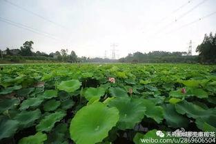 天府华西吃瓜,探寻美食瓜果的盛宴之旅