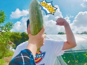 吃瓜最近很火,揭秘网络热词“吃瓜”背后的文化现象