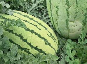 云南的杨瓜根咋么吃,杨瓜根的独特食用方法揭秘