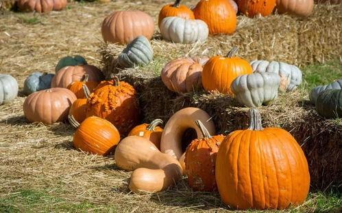 在深圳吃瓜群众,吃瓜群众的欢乐时光