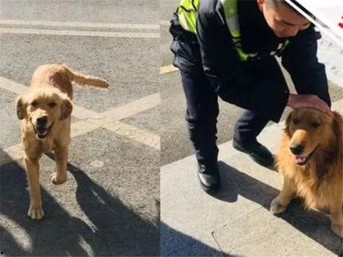警花变警犬吃瓜,一场跨越物种的奇幻冒险