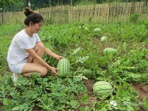 孕妇梦见田间摘瓜吃瓜